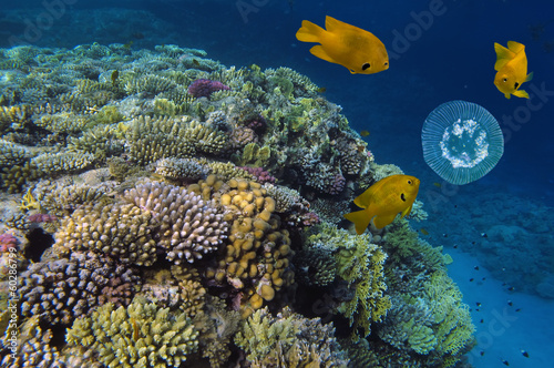 Fototapeta Naklejka Na Ścianę i Meble -  Coral reef and Jelly Fish Underwater Photo