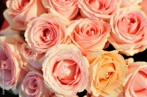 The many rose is pink color.