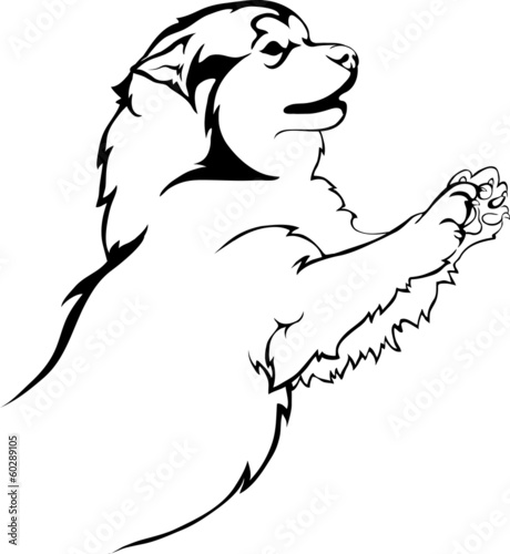 Malamute