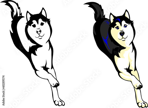 running dog Huskies