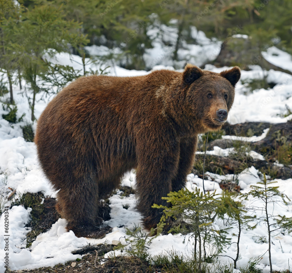 Obraz premium Brown bear in the woods in winter
