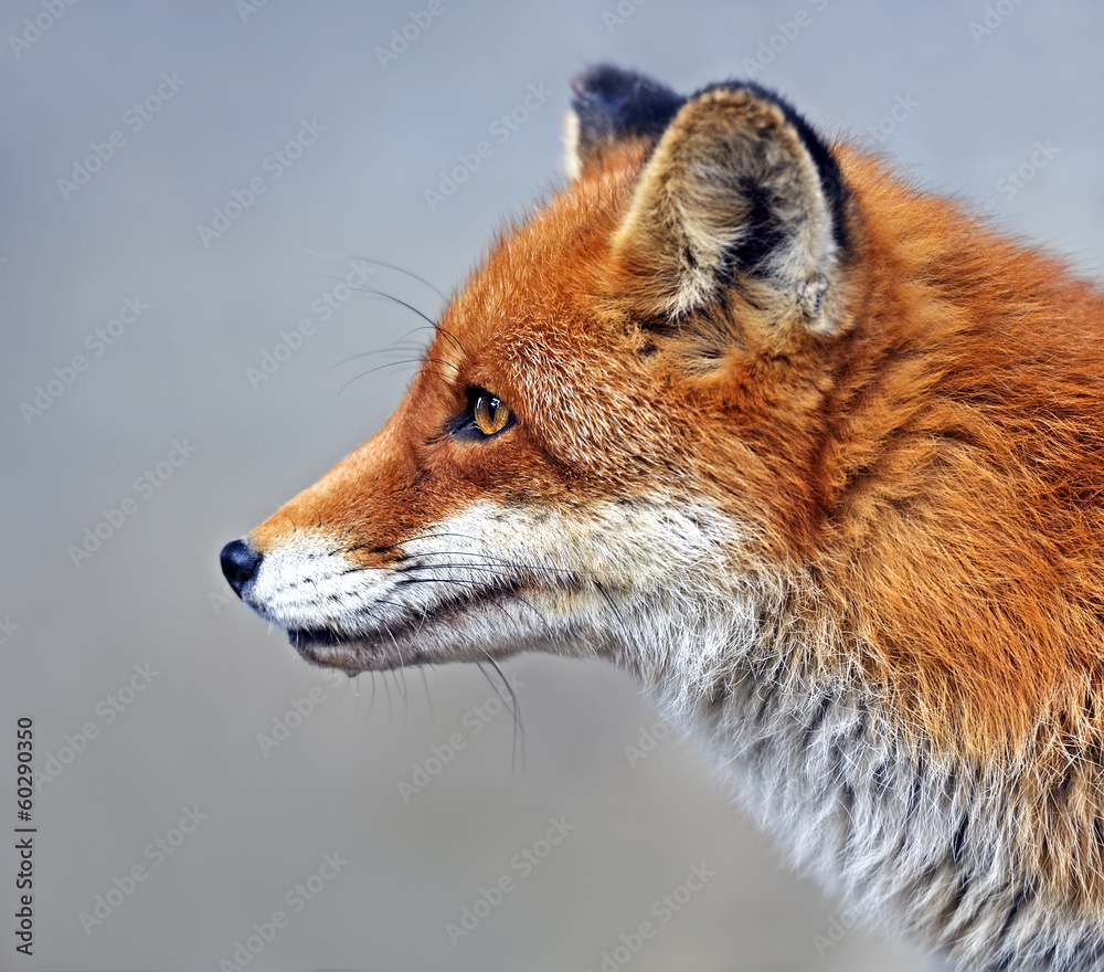 Fox portrait in natural habitat