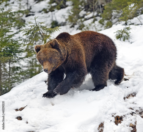 Brown bear in the woods in winter