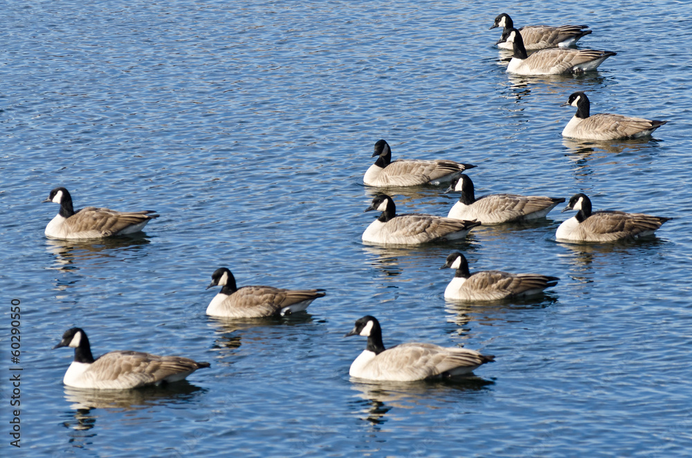 Canada Geese Resting on the Water Canada Geese Resting on the Water