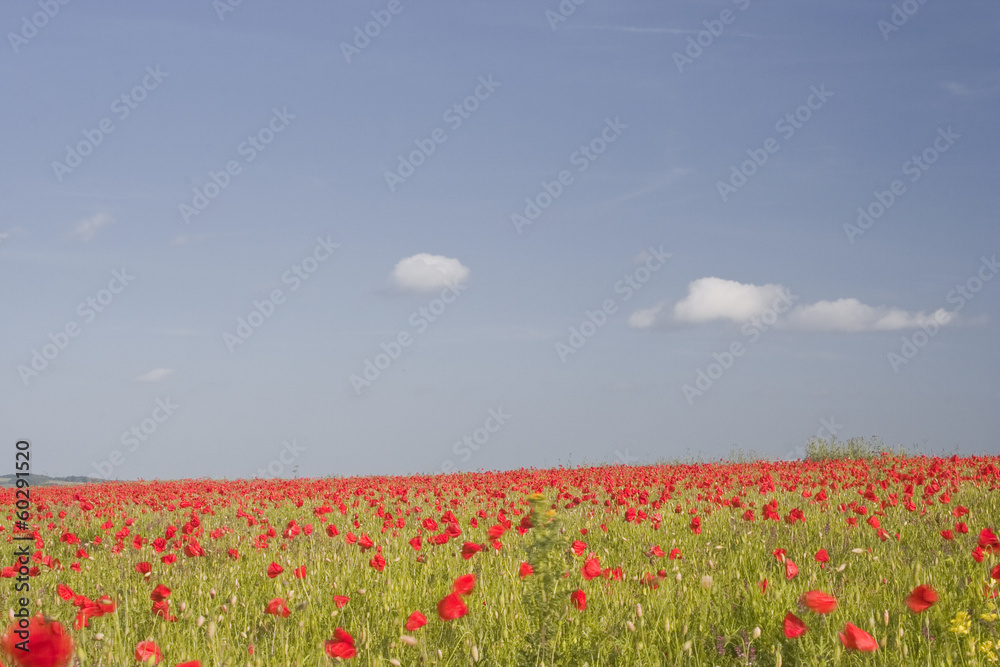 Fototapeta premium Wiltshire Poppies