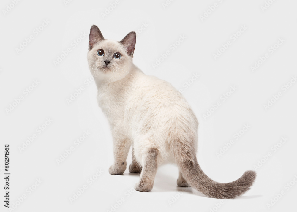 Thai cat on white background