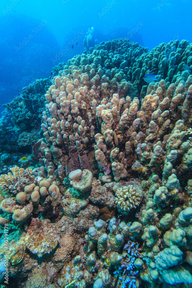 Marine Life in the Red Sea