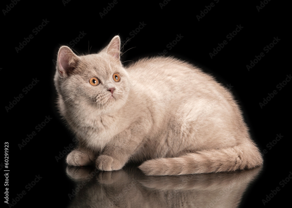 Fototapeta premium small lilac british kitten on black background