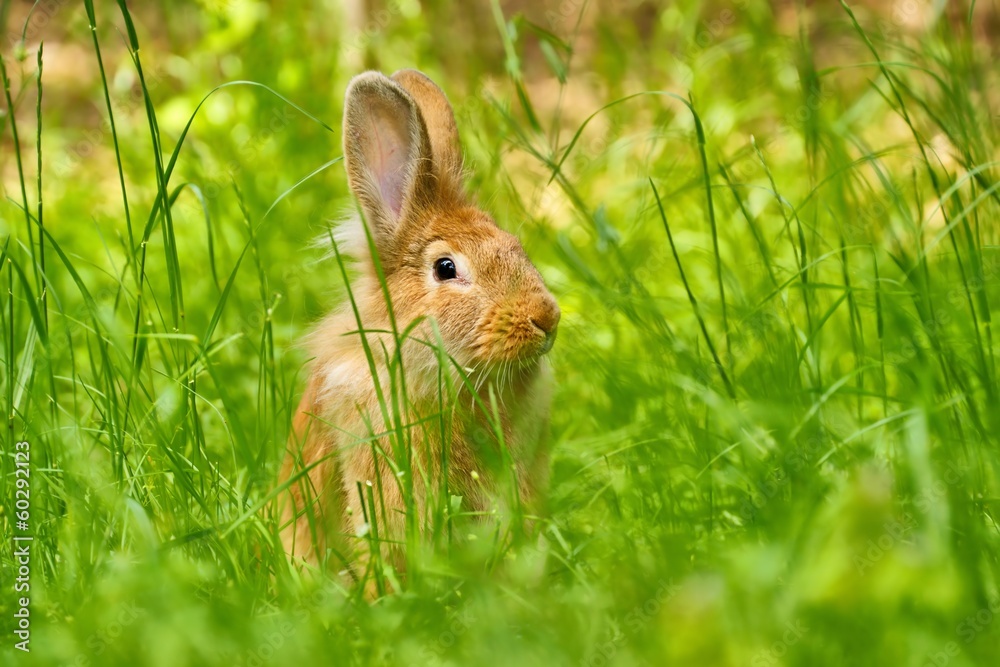 Fototapeta premium Rabbit in grass