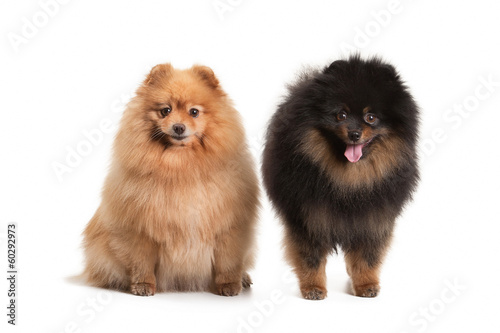 Tableau sur toile Two pomeranian puppies on white background