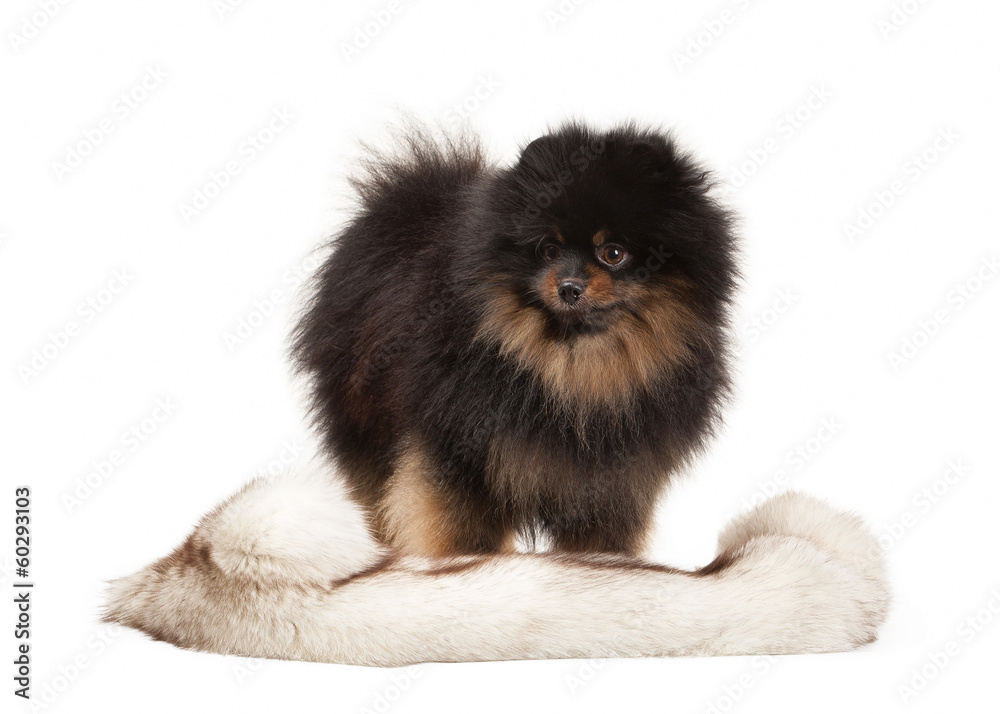 Pomeranian puppy on white background Pomeranian puppy on white background
