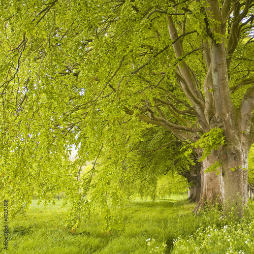 Beech avenue in Dorset