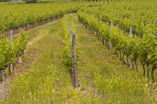 Turquant vineyards