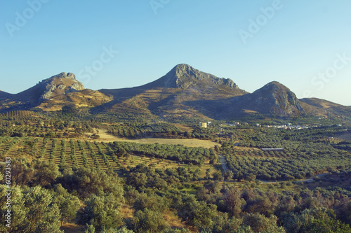 Olivenhaine, bei Asomatos, Kreta, Giechenland