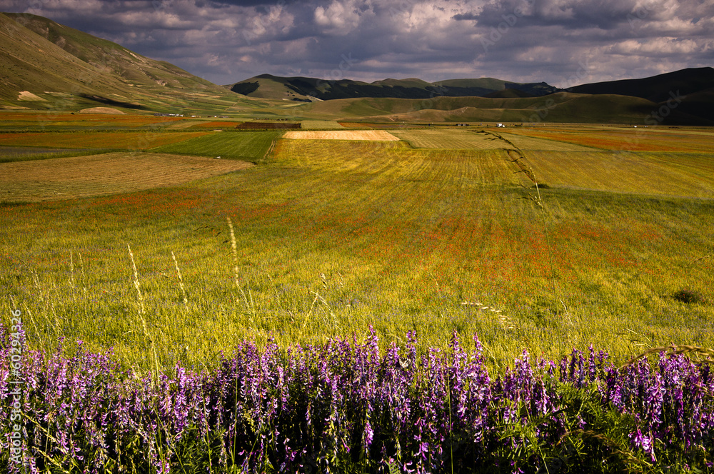 Fototapeta premium Castelluccio di norcia