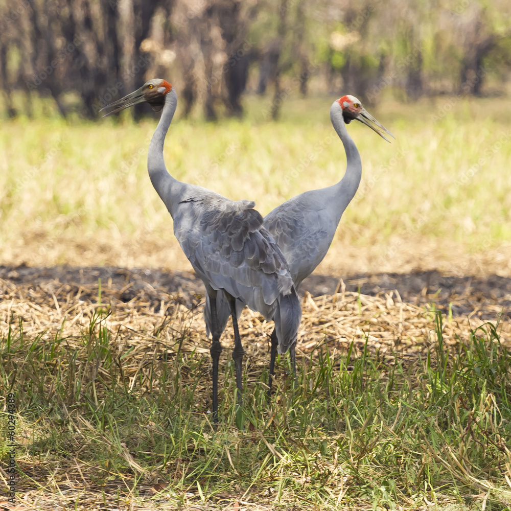 Fototapeta premium Sarus crane antigone