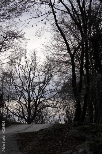 forest in winter © spetenfia