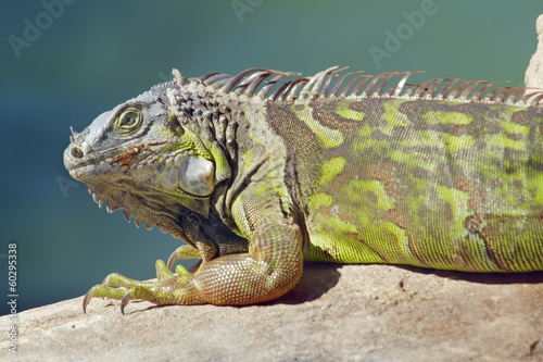 Leguan  Florida  Key West