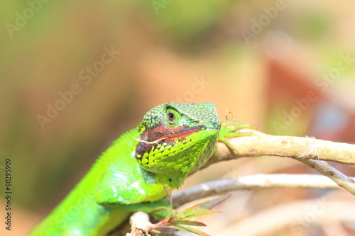 Black lipped Lizard    in Sri Lanka