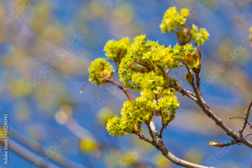 Maple tree flowers © V. J. Matthew