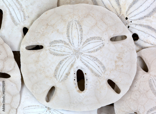 Close view of old sand dollars