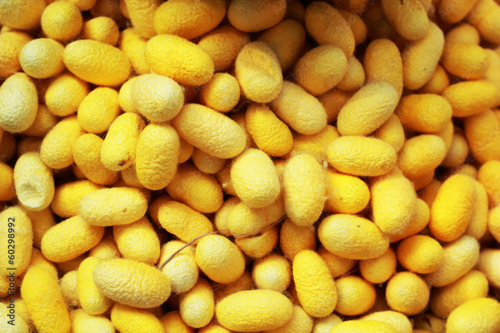 a lot of yellow cocoon silkworm a lot of yellow cocoon silkworm