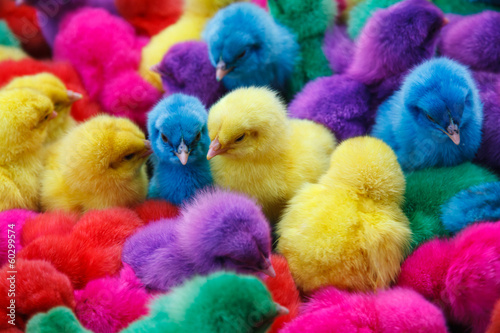 Color chicken
