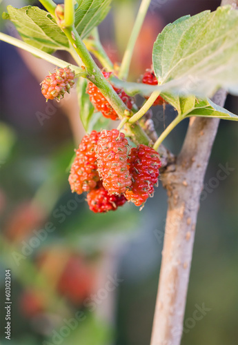 Mulberry on tree is Berry fruit in nature photo