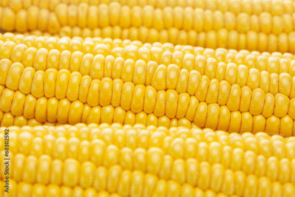 background of ripe yellow corn background of ripe yellow corn