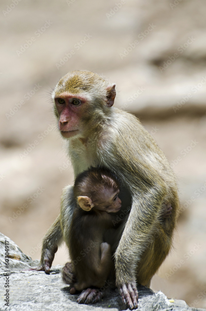 Naklejka premium Mokey and baby