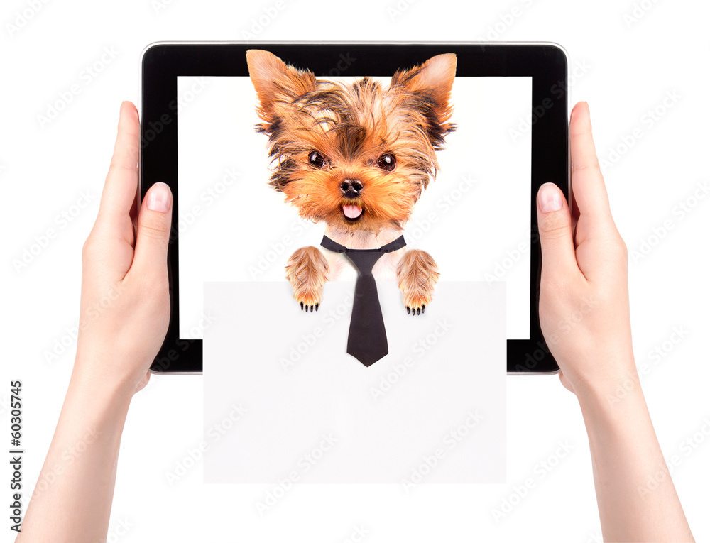Obraz premium business dog holding banner on a tablet screen