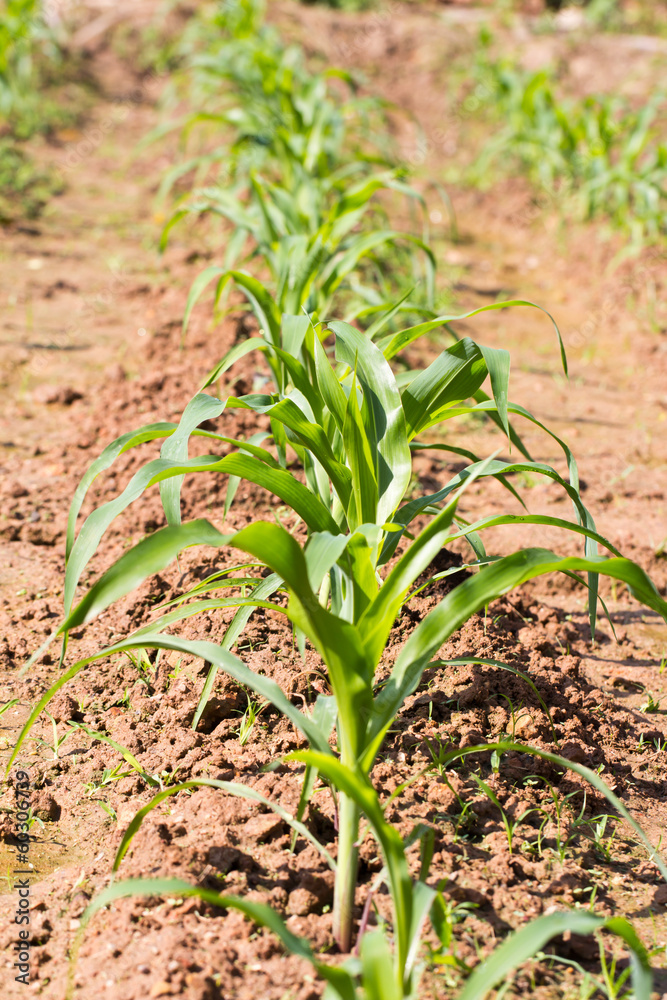 Fototapeta premium Rows of young corn plants on a moist field
