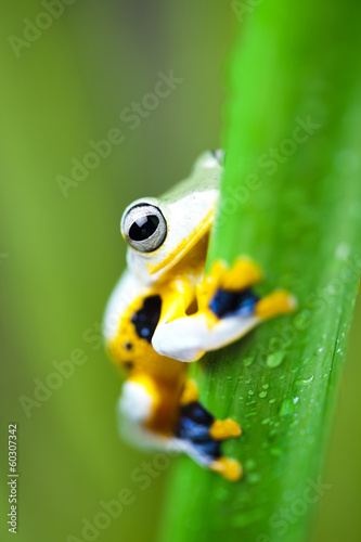 Exotic frog in indonesia