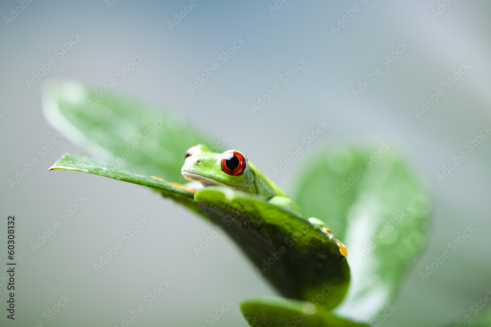 Frog Frog