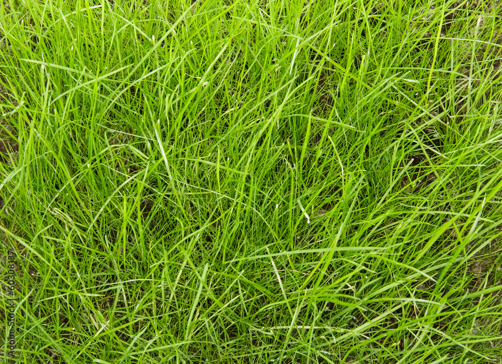Unshorn green lawn closeup. Background, texture. Unshorn green lawn closeup. Background, texture.