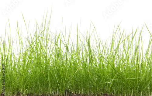 Green uncut grass