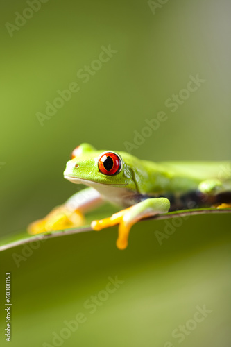  Frog on the leaf 