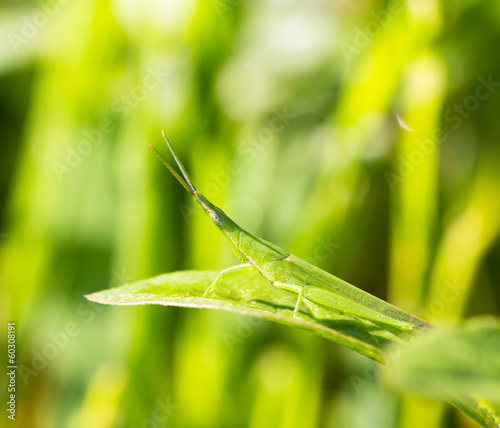 Grasshopper on the green grass © torsak