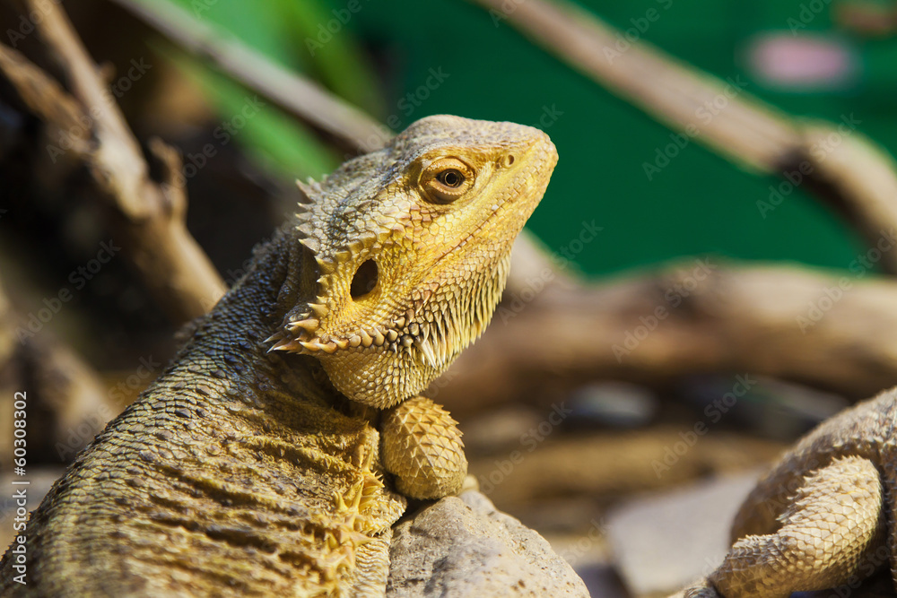 Obraz premium yellow reptile