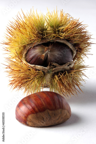 Chestnut