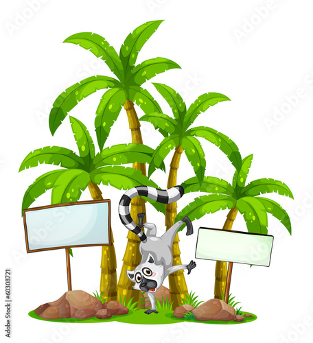 A lemur in front of the palm trees with empty wooden boards