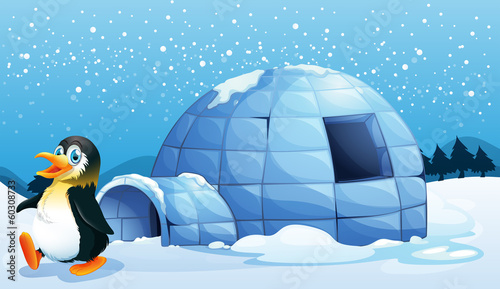 A penguin near the igloo