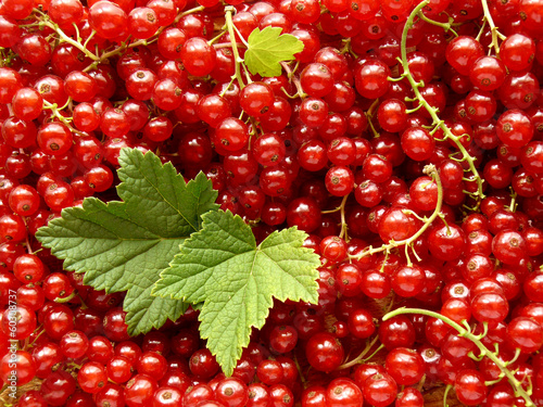 Photo fresh cropped redcurrants as food background
