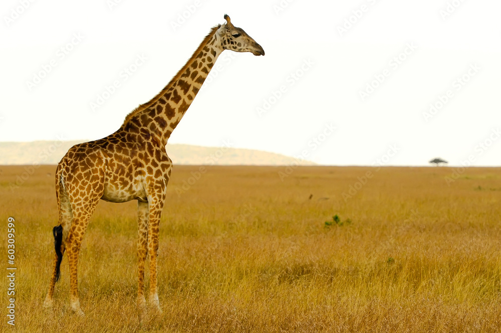 Obraz premium Masai Mara Giraffe