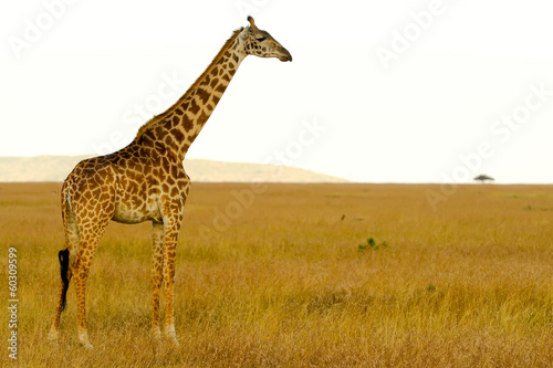 Masai Mara Giraffe © Amy Nichole Harris