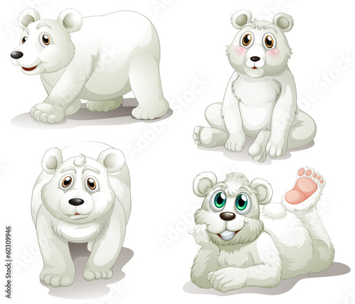 Four adorable polar bears