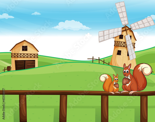 Two squirrels above the fence across the barnhouses