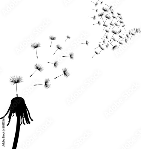 dove and seeds of dandelion