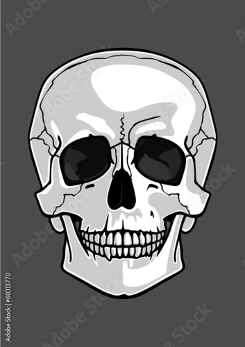 Illustration of a skull isolated on grey
