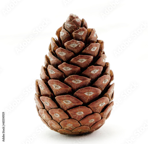 Pine cone isolated on white background